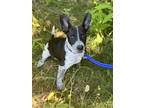 Adopt Denim a Black - with White Blue Heeler dog in Castle Rock, CO (38782066)
