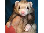 Adopt Nibbles a Ferret small animal in Lyons, IL (38797209)