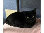 Adopt Mandy a Domestic Shorthair / Mixed (short coat) cat in Jim Thorpe
