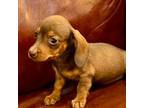 Dachshund Puppy for sale in Litchfield, MI, USA