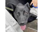 Adopt Jude a Black Mixed Breed (Medium) / Mixed dog in St. Thomas, VI (38569246)