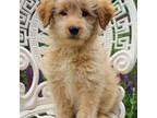 Mutt Puppy for sale in Marcellus, MI, USA