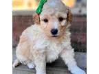 Mutt Puppy for sale in Marcellus, MI, USA