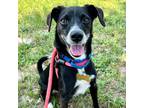 Adopt Blaze a Black Labrador Retriever / Terrier (Unknown Type