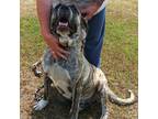 Adopt Jellyroll a Brindle Mastiff / Mixed dog in Flintstone, MD (38868666)