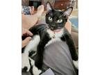 Adopt Reed a Black & White or Tuxedo Domestic Shorthair / Mixed (short coat) cat