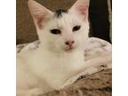 Adopt Copenhagen a White Domestic Shorthair / Mixed cat in Huntsville