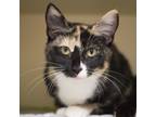 Adopt Elise (Bonded with Emmy) a All Black Domestic Shorthair / Domestic