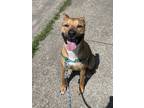 Adopt Bennie a Tan/Yellow/Fawn - with White American Staffordshire Terrier /