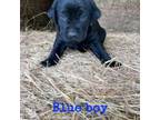 Labrador Retriever Puppy for sale in Grimesland, NC, USA