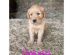 Golden Retriever Puppy for sale in Grimesland, NC, USA