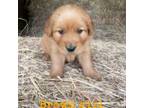 Golden Retriever Puppy for sale in Grimesland, NC, USA