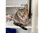 Adopt Woody 23 a Domestic Shorthair / Mixed cat in Milltown, NJ (38793815)
