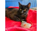 Adopt Meow Meow a Domestic Shorthair cat in Yankton, SD (38567035)