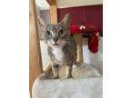 Adopt Persephone a American Shorthair / Mixed (short coat) cat in Napa