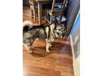Adopt Koda a White - with Black Norwegian Elkhound / Mixed dog in Yorba Linda