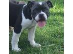 Olde English Bulldogge Puppy for sale in Maine, NY, USA