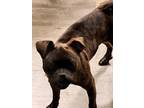 Adopt Bear a Brindle Jack Russell Terrier / American Staffordshire Terrier /