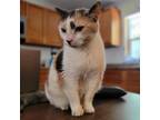 Adopt Sammy a Calico or Dilute Calico Domestic Shorthair / Mixed cat in
