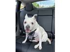 Adopt Leaha a White - with Black American Pit Bull Terrier / Terrier (Unknown