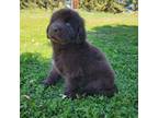 Newfoundland Puppy for sale in Gilbert, AZ, USA