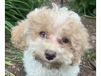 Adopt Very Very Vera F1B cockapoo a White - with Tan, Yellow or Fawn Miniature