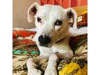 Adopt Abby a White - with Tan, Yellow or Fawn Italian Greyhound / Pit Bull