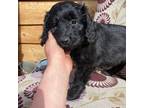 Aussiedoodle Puppy for sale in Westcliffe, CO, USA