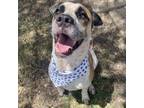 Adopt Martillo a White - with Tan, Yellow or Fawn Boxer / Blue Heeler / Mixed