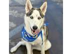 Adopt Riley - Costa Mesa Location a Black Husky / Mixed dog in Chino Hills