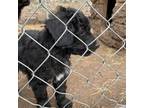 Aussiedoodle Puppy for sale in Westcliffe, CO, USA