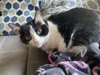 Adopt Brooklyn a Black & White or Tuxedo Domestic Shorthair / Mixed (short coat)