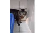 Adopt Eva a Brown Tabby Domestic Mediumhair (long coat) cat in Colville