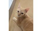 Adopt Kumquat23 a Domestic Shorthair / Mixed (short coat) cat in Youngsville