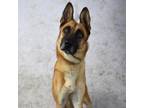 Adopt Stanley a Brown/Chocolate German Shepherd Dog / Mixed dog in Yuma