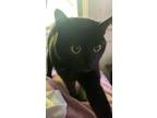 Adopt Na’vel a Black (Mostly) Manx / Mixed (short coat) cat in Manhattan