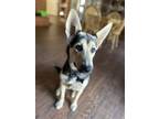 Adopt Luna a Brown/Chocolate German Shepherd Dog / Mixed dog in Corona