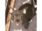 Mutt Puppy for sale in Charleston, WV, USA