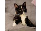 Adopt Hattie a Calico or Dilute Calico Domestic Shorthair / Mixed cat in