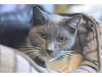 Adopt Foxtrot a Gray or Blue Domestic Shorthair / Domestic Shorthair / Mixed cat