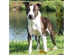 Adopt Bear a Brindle Bull Terrier / Mixed dog in Madisonville, KY (38841180)