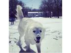 Adopt Elijah a White Great Pyrenees / Mixed dog in Alvarado, TX (38575254)
