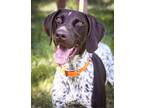 Adopt Sassy Sue a White - with Brown or Chocolate German Shorthaired Pointer /