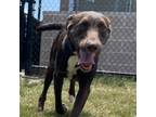 Adopt Patti LaBelle a Brown/Chocolate Beagle / Labrador Retriever / Mixed dog in