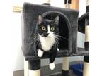 Adopt Pickles a All Black Domestic Shorthair / Mixed cat in Crookston