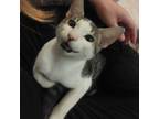 Adopt Gato a Gray or Blue Domestic Shorthair / Mixed cat in Titusville
