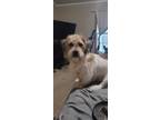 Adopt Sammi a Tan/Yellow/Fawn - with White Fox Terrier (Wirehaired) / Mixed dog
