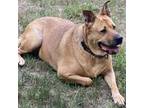 Adopt Bella Jane a Tan/Yellow/Fawn Mixed Breed (Large) / Mixed dog in West