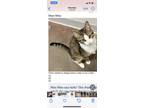 Adopt Poppy a Brown Tabby American Shorthair / Mixed (short coat) cat in
