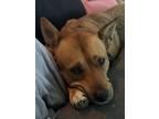 Adopt Loki a Tan/Yellow/Fawn - with White Australian Cattle Dog / Black Mouth